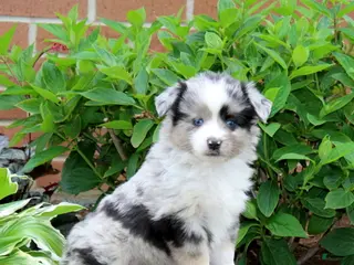 Miniature Australian Shepherd dogs for sale: Fritz - Ad 1