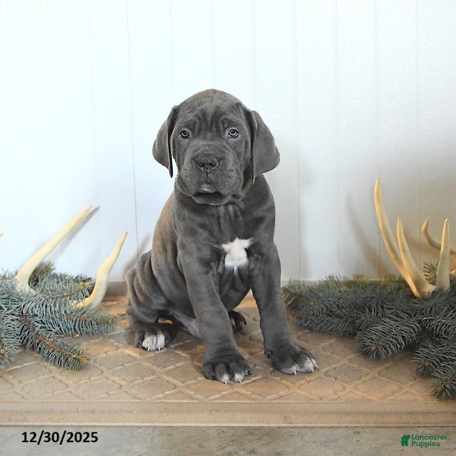 Cane Corso dogs Fir  - Ad 12