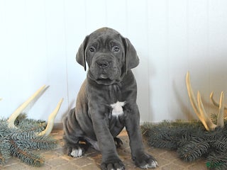 Cane Corso dogs Fir - Ad 12