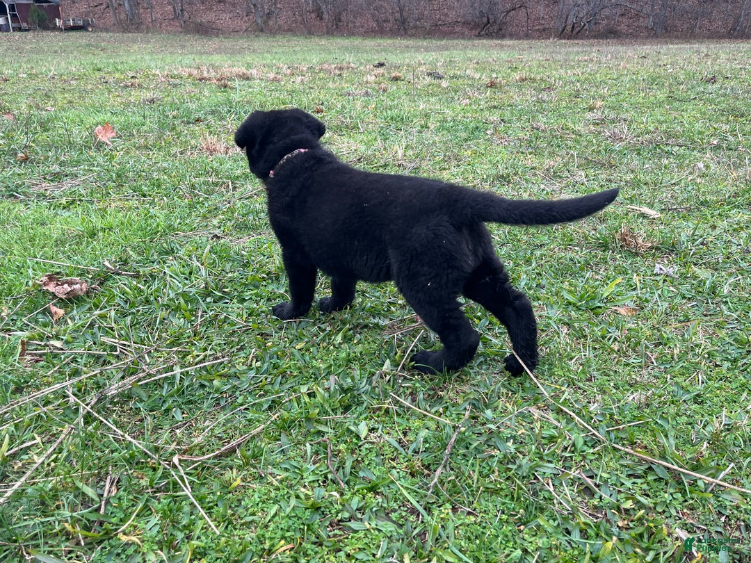 German Shepherd dogs for sale: Mitzi  - Ad 9