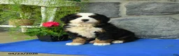 Bernese Mountain Dog dogs for sale: Autumn - Ad 1