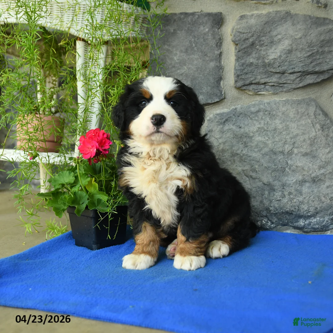 Bernese Mountain Dog dogs for sale: Autumn - Ad 1