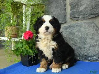 Bernese Mountain Dog dogs for sale: Autumn - Ad 4