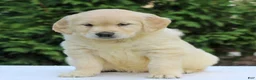 Golden Retriever dogs for sale: Rose  - Ad 2