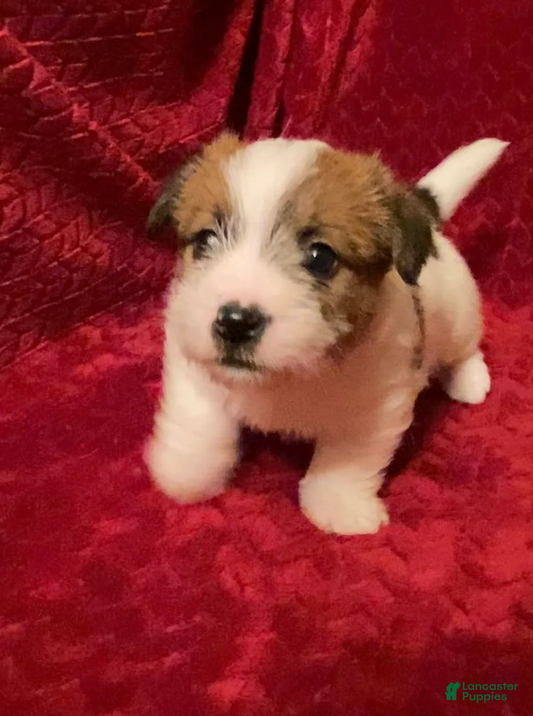 Jack Russell Terrier dogs for sale: Jack Russell Terrier Puppy 2 - Ad 1