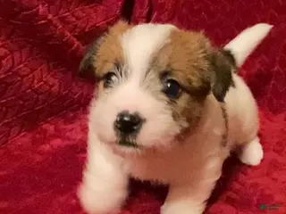 Jack Russell Terrier dogs Jack Russell Terrier Puppy 2 - Ad 2