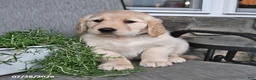 Mixed Breed dogs for sale: Tinker - Ad 2