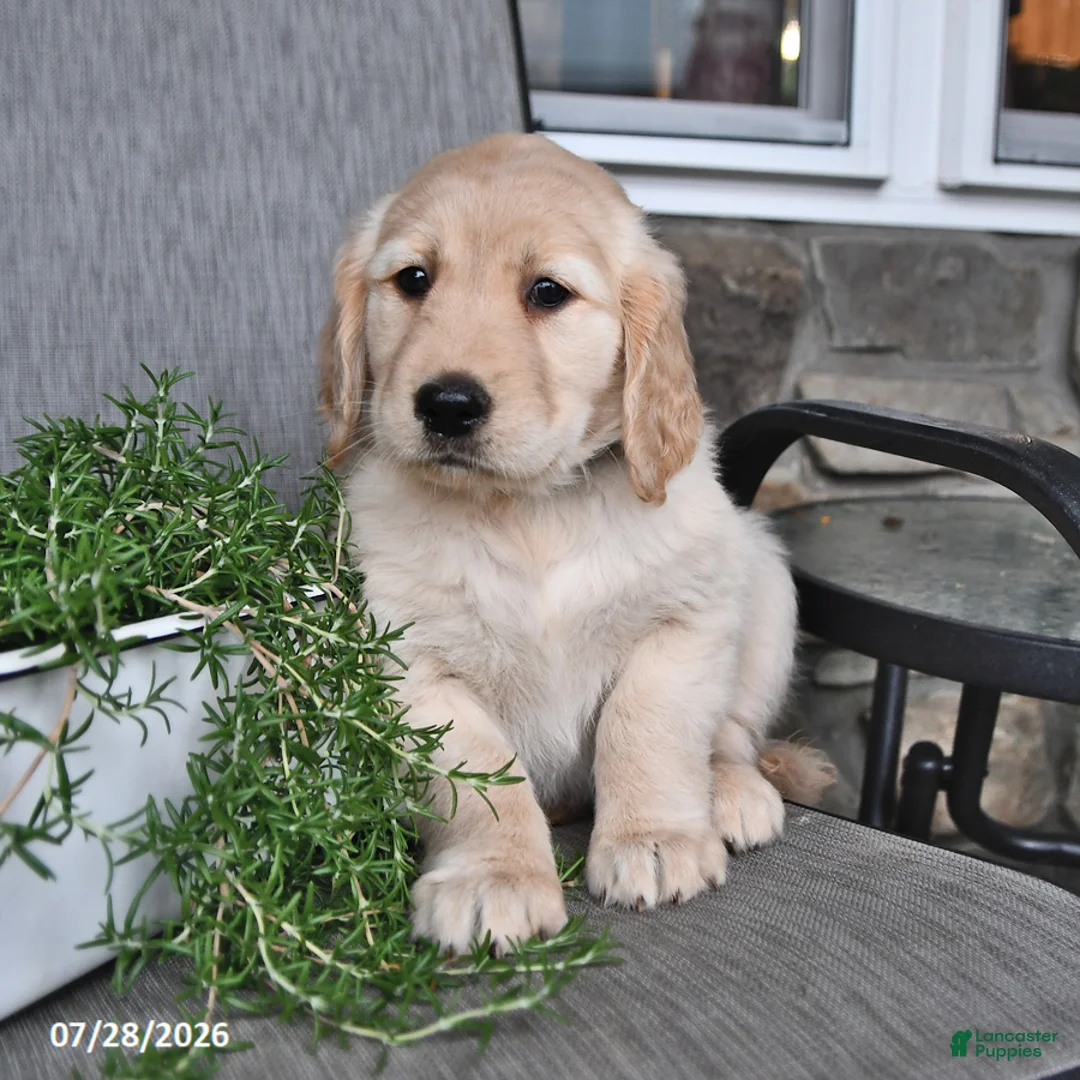 Mixed Breed dogs for sale: Tinker - Ad 2