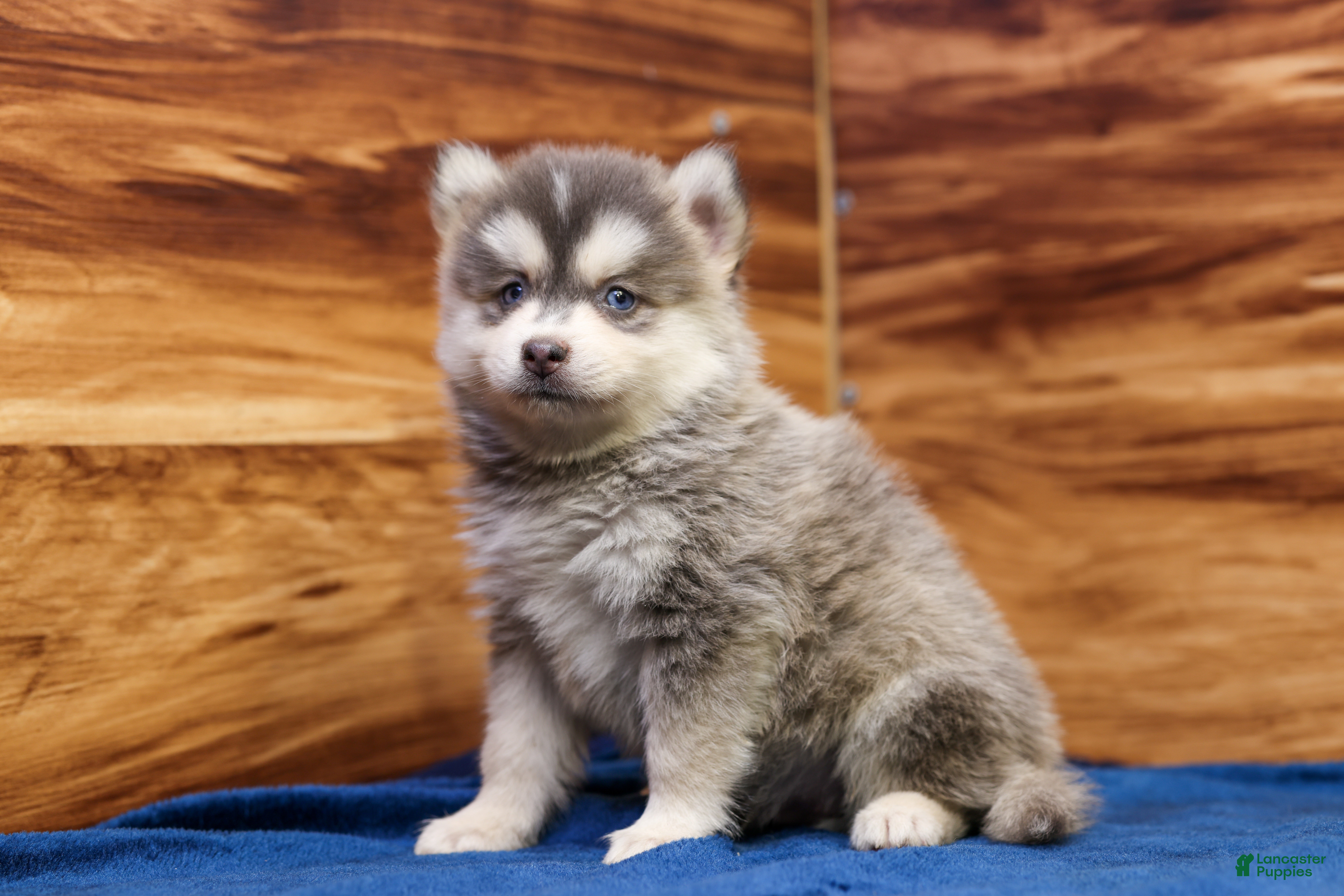 Pomsky dogs Frosty - Ad 1