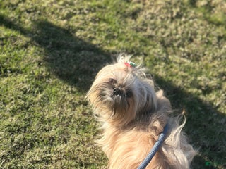 Shih Tzu dogs Akc Shih Tzu Nick - Ad 11