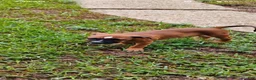 Staffordshire Bull Terrier dogs for sale: XL bully - Ad 12