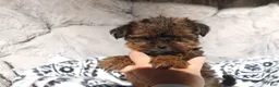 Shorkie dogs for sale: Bailey  - Ad 6