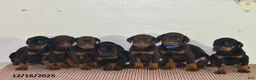 Doberman Pinscher dogs for sale: Daisy - Ad 11