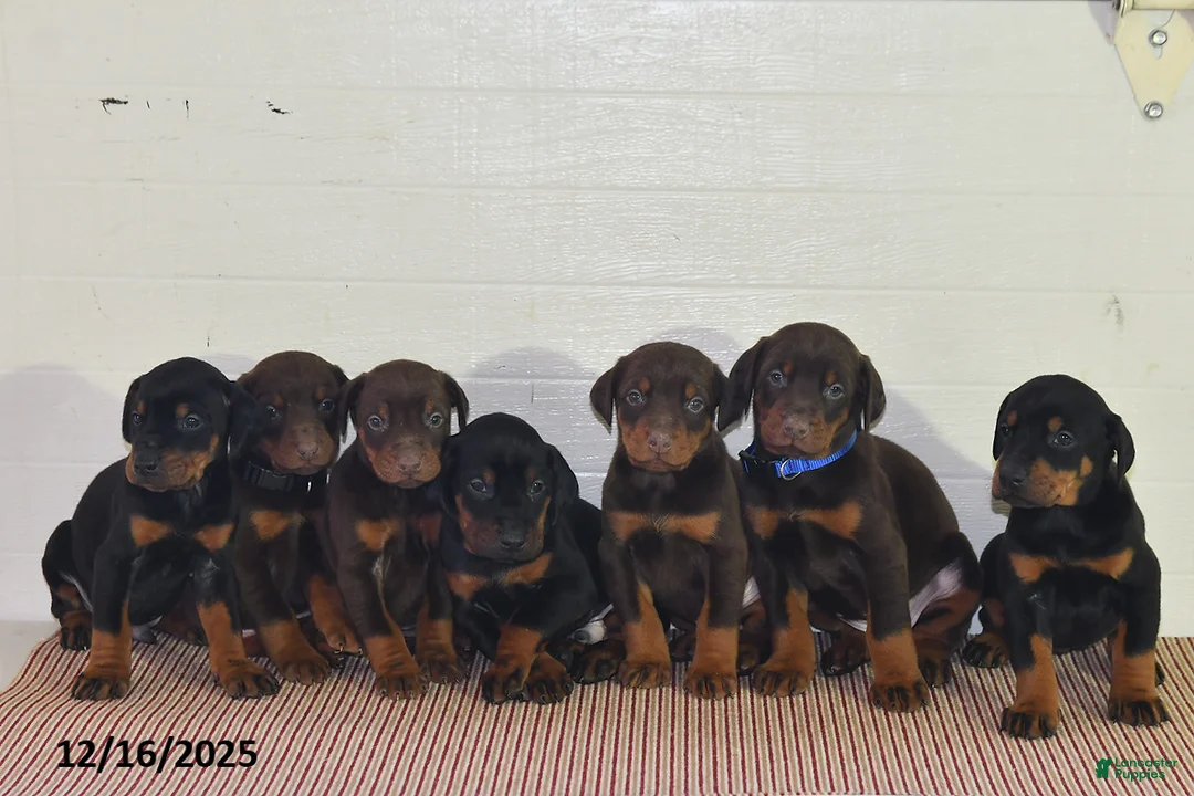 Doberman Pinscher dogs for sale: Daisy - Ad 11