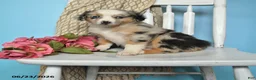 Miniature Australian Shepherd dogs for sale: Polly - Ad 1