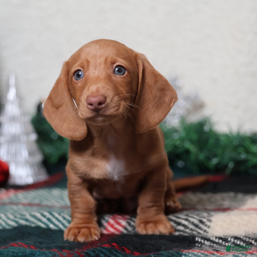 Dachshund dogs for sale: Fritz  - Ad 3