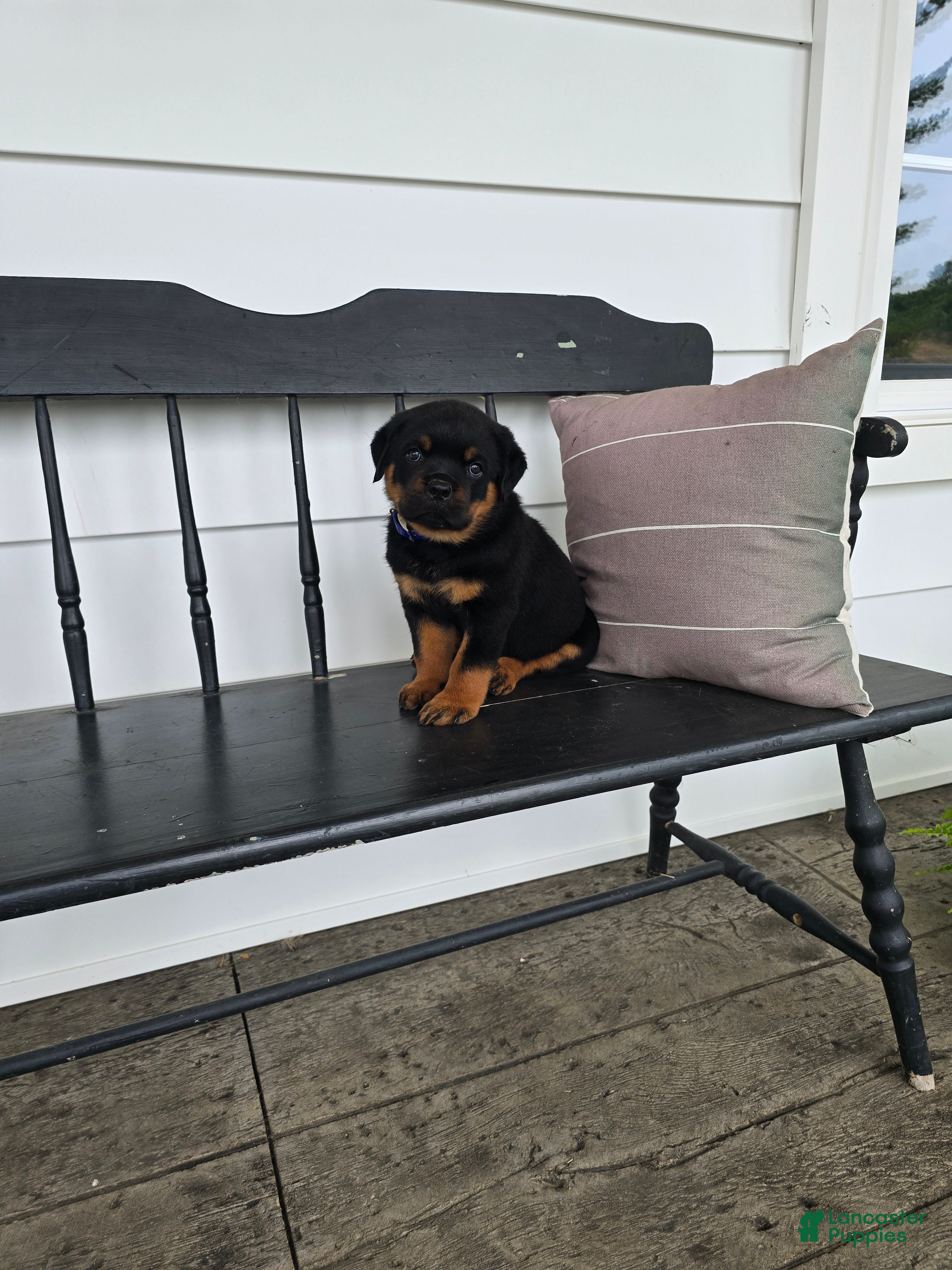 Rottweiler dogs Terry  - Ad 2