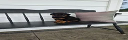 Rottweiler dogs for sale: Terry  - Ad 2