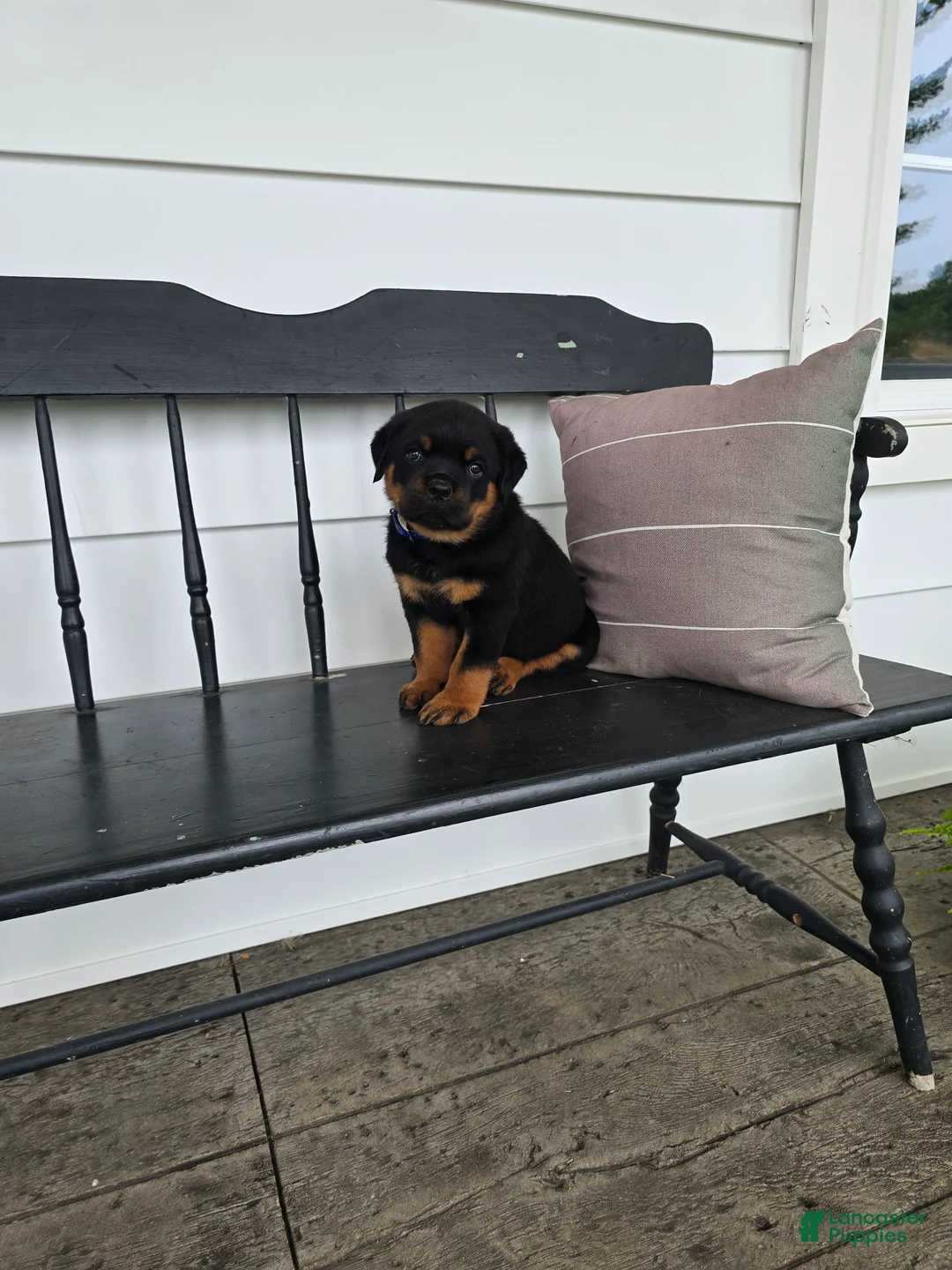 Rottweiler dogs for sale: Terry  - Ad 2