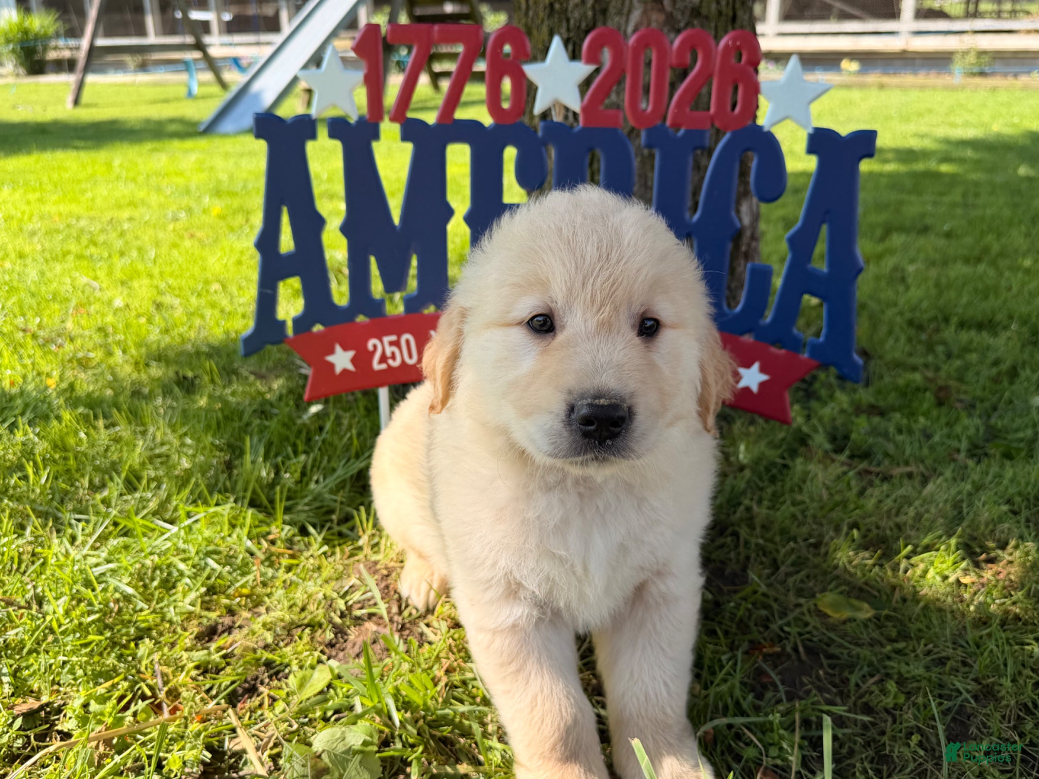 Golden Retriever dogs Pebbles  - Ad 1