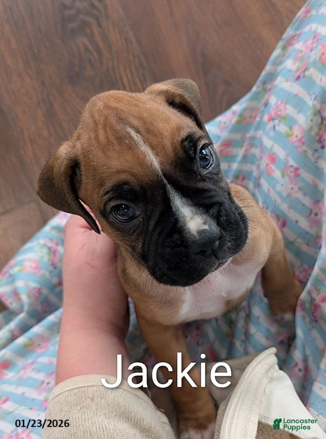 Boxer dogs Jackie - Ad 6