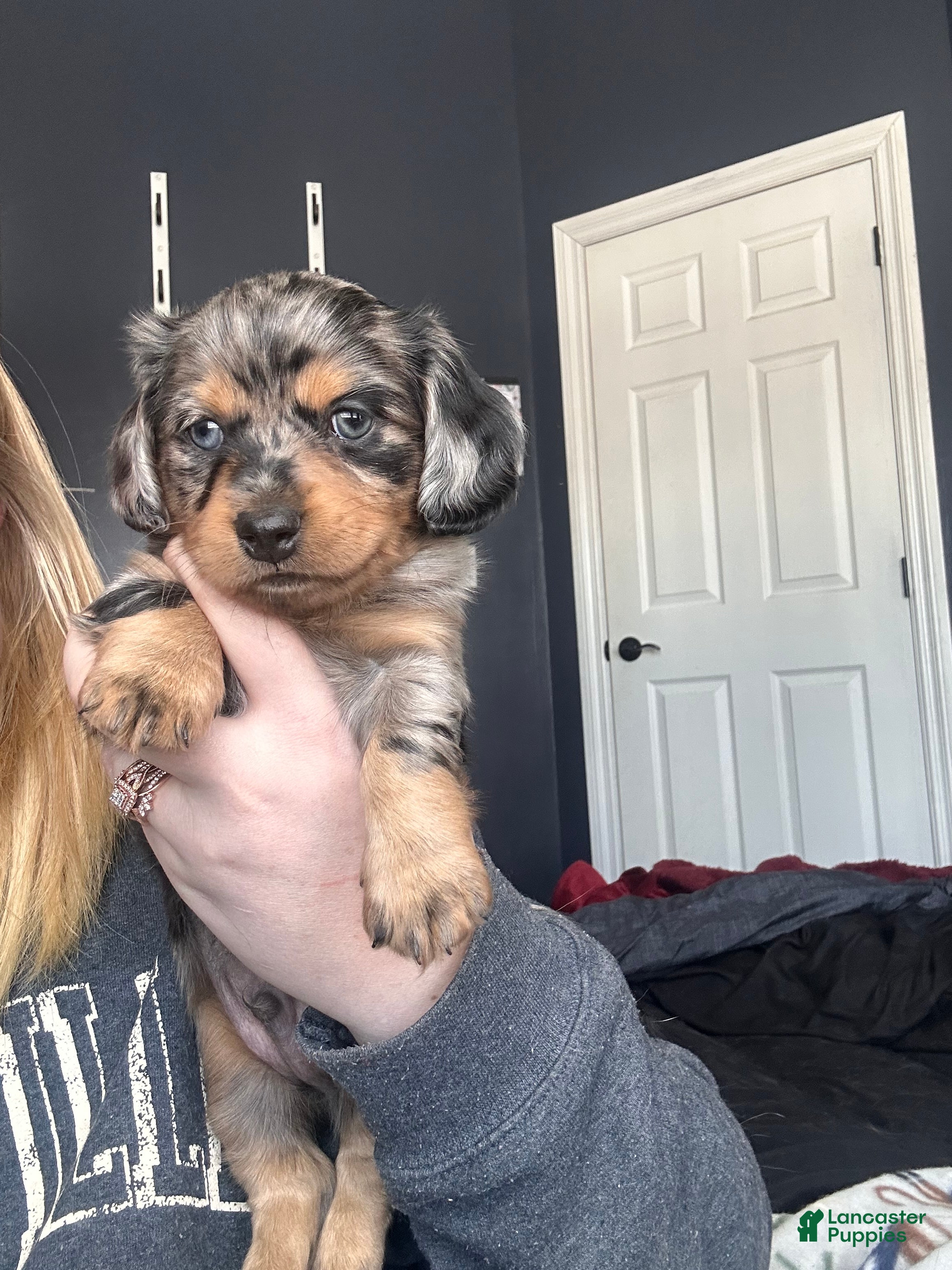 Mixed Breed dogs Remmy - Ad 26