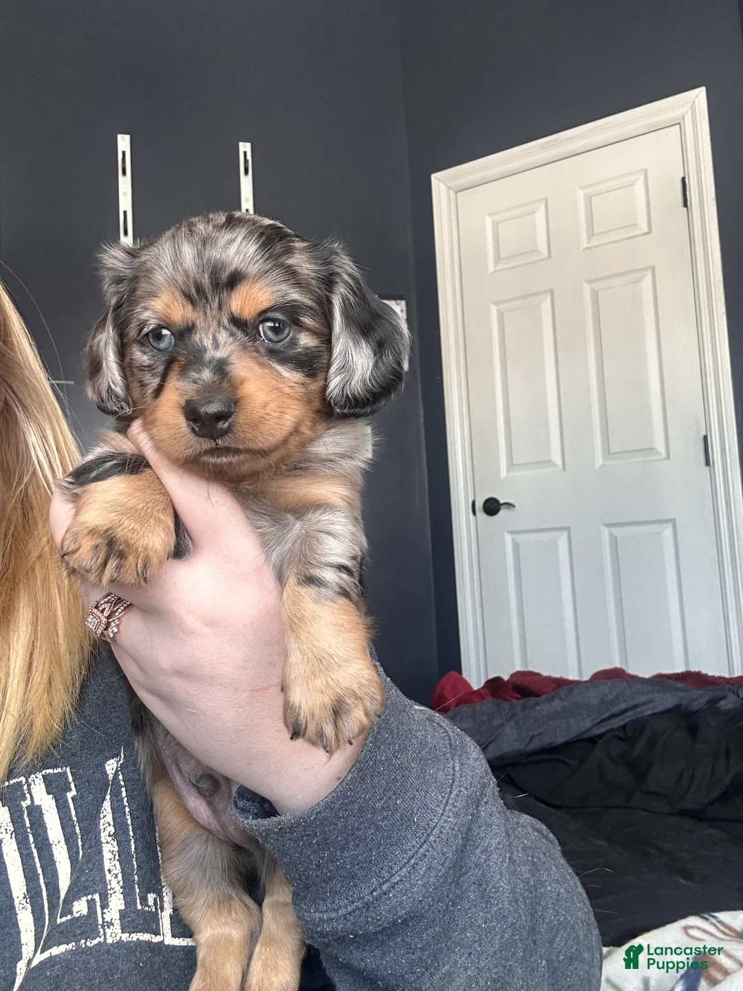 Mixed Breed dogs for sale: Remmy - Ad 1