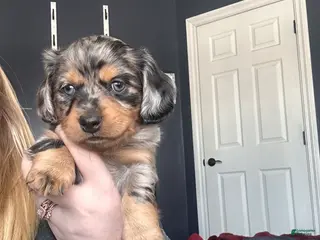 Mixed Breed dogs Remmy - Ad 19