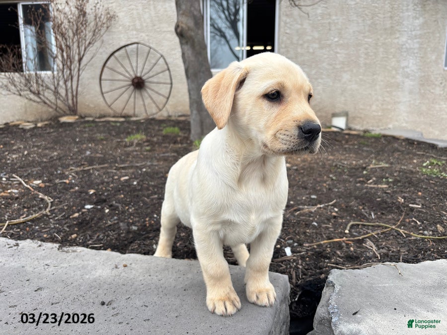 Labrador Retriever dogs Harriet - Ad 2
