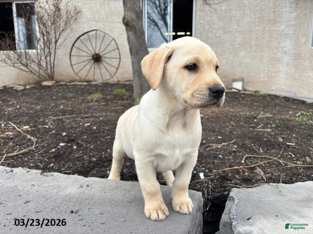 Labrador Retriever dogs for sale: Harriet - Ad 2