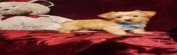 Yorkshire Terrier dogs for sale: TUCKER - Ad 3