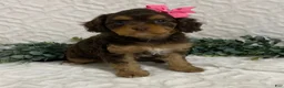 Cavapoo dogs for sale: Lottie - Ad 3
