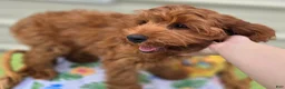 Cockapoo dogs for sale: Milan - Ad 4