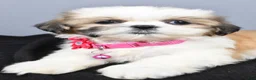 Shih Tzu dogs for sale: Candy - Ad 5
