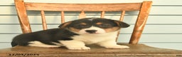 Welsh Corgi Pembroke dogs for sale: Sunny  - Ad 4