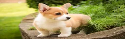 Welsh Corgi Pembroke dogs for sale: Zoey - Ad 8