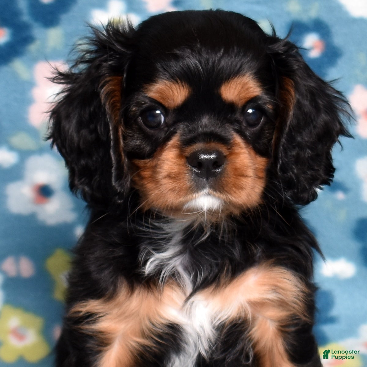 Cavalier King Charles Spaniel dogs Ranger  - Ad 32