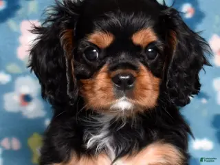 Cavalier King Charles Spaniel dogs Ranger - Ad 32