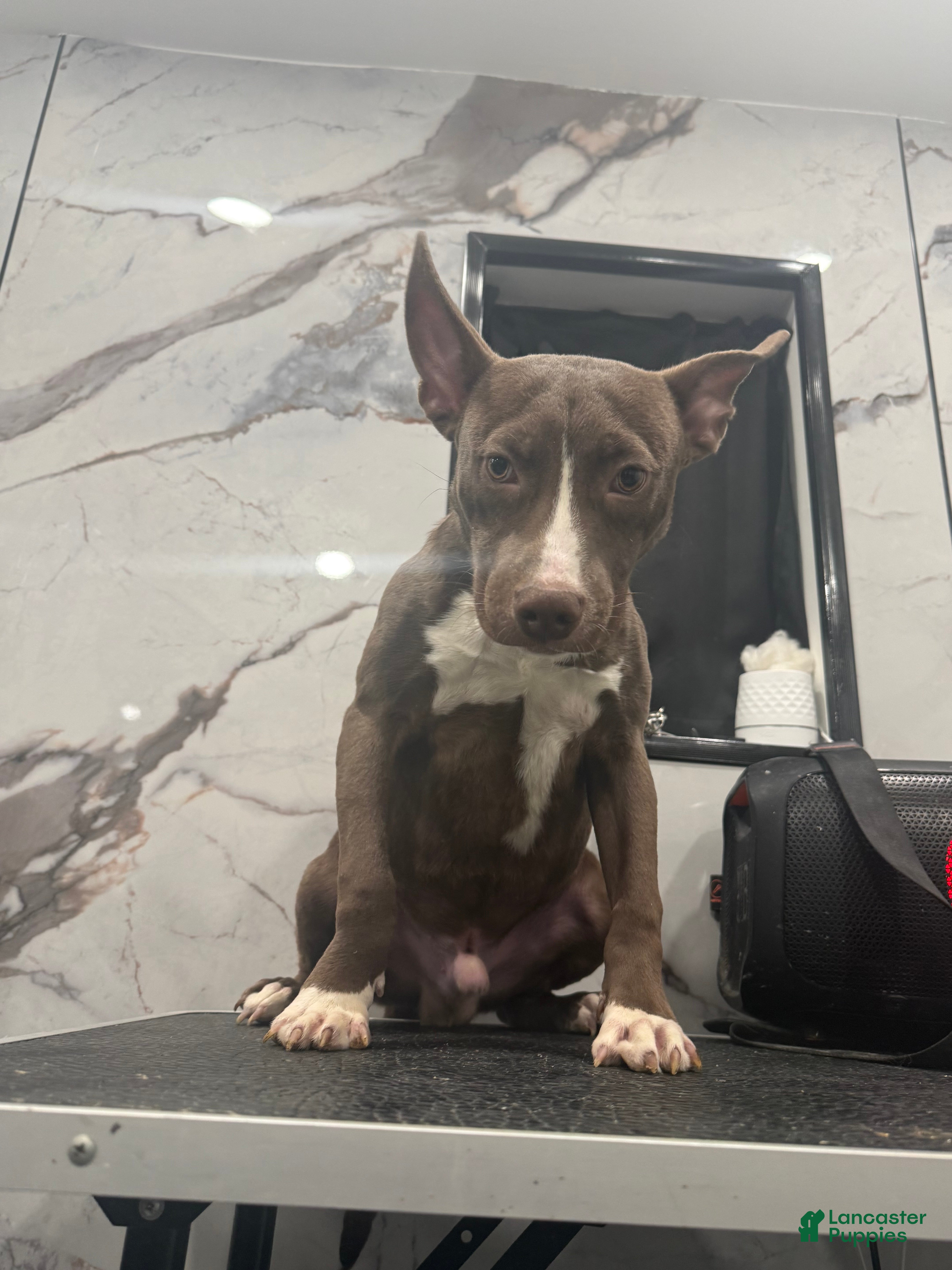 American Pit Bull Terrier dogs Blaze  - Ad 5