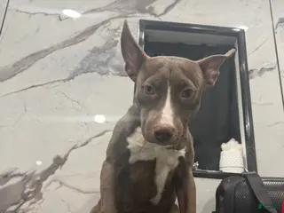 American Pit Bull Terrier dogs Blaze - Ad 5