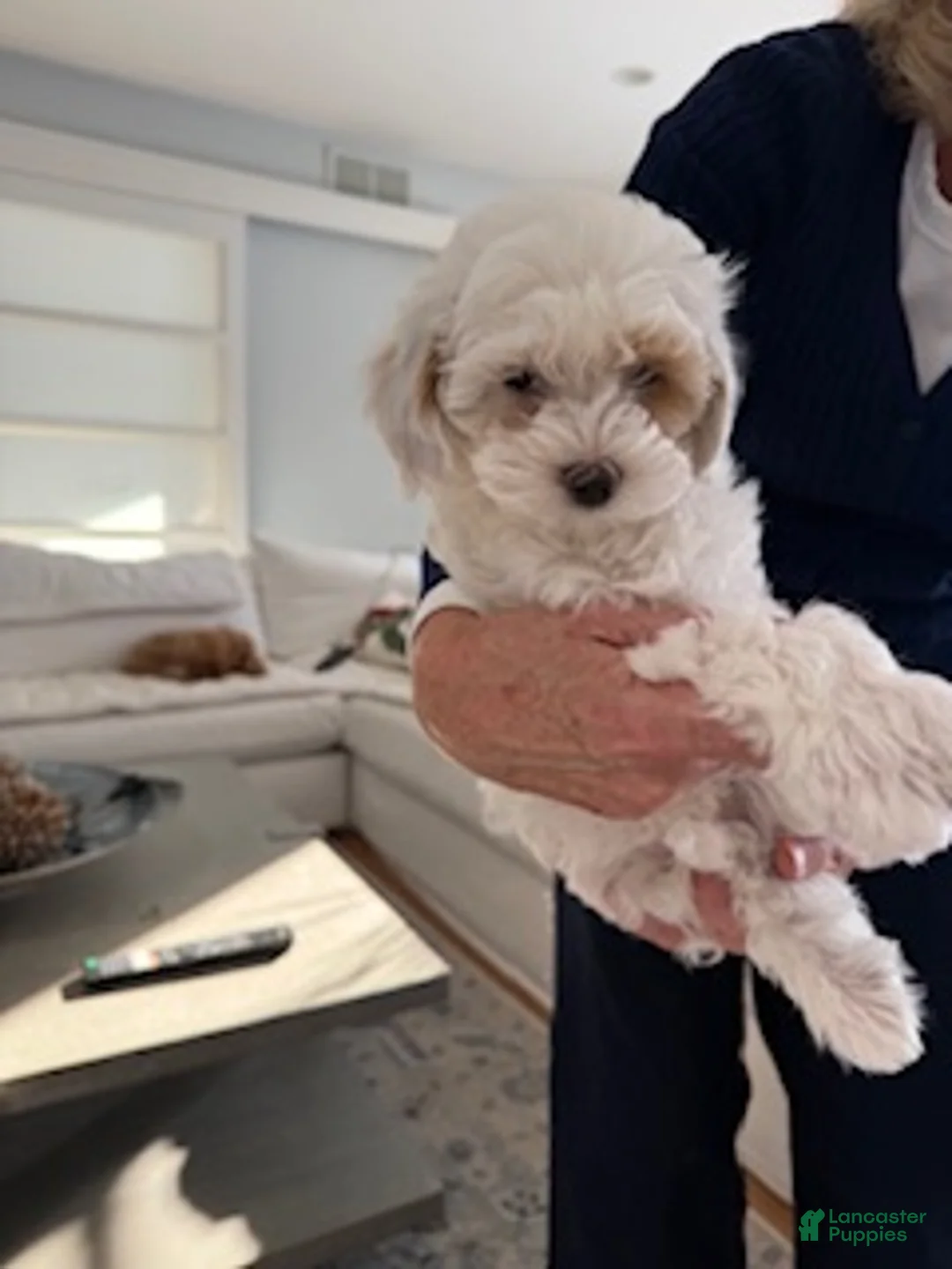 Maltipoo dogs for sale: Missy - Ad 2