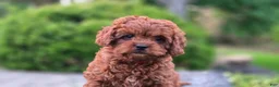 Cavapoo dogs for sale: Henry - Ad 2