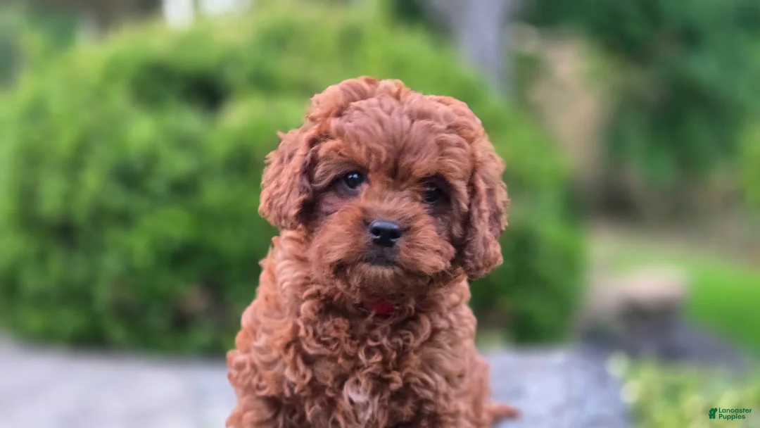 Cavapoo dogs for sale: Henry - Ad 2