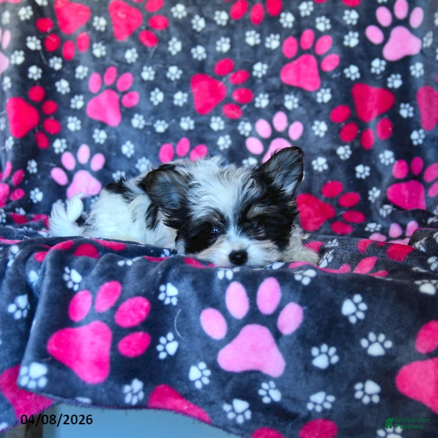 Morkie dogs Buddy - Ad 2