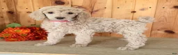 Standard Poodle dogs for sale: Candi - Ad 4