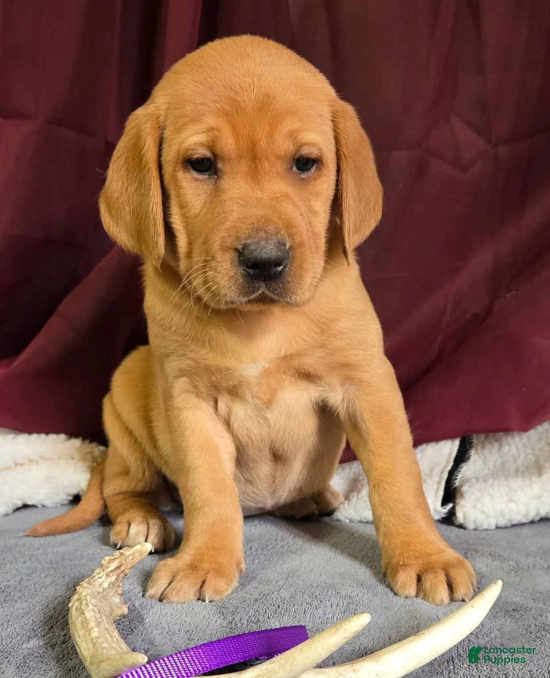Labrador Retriever dogs for sale: Labrador Retriever Purple Collar - Ad 1