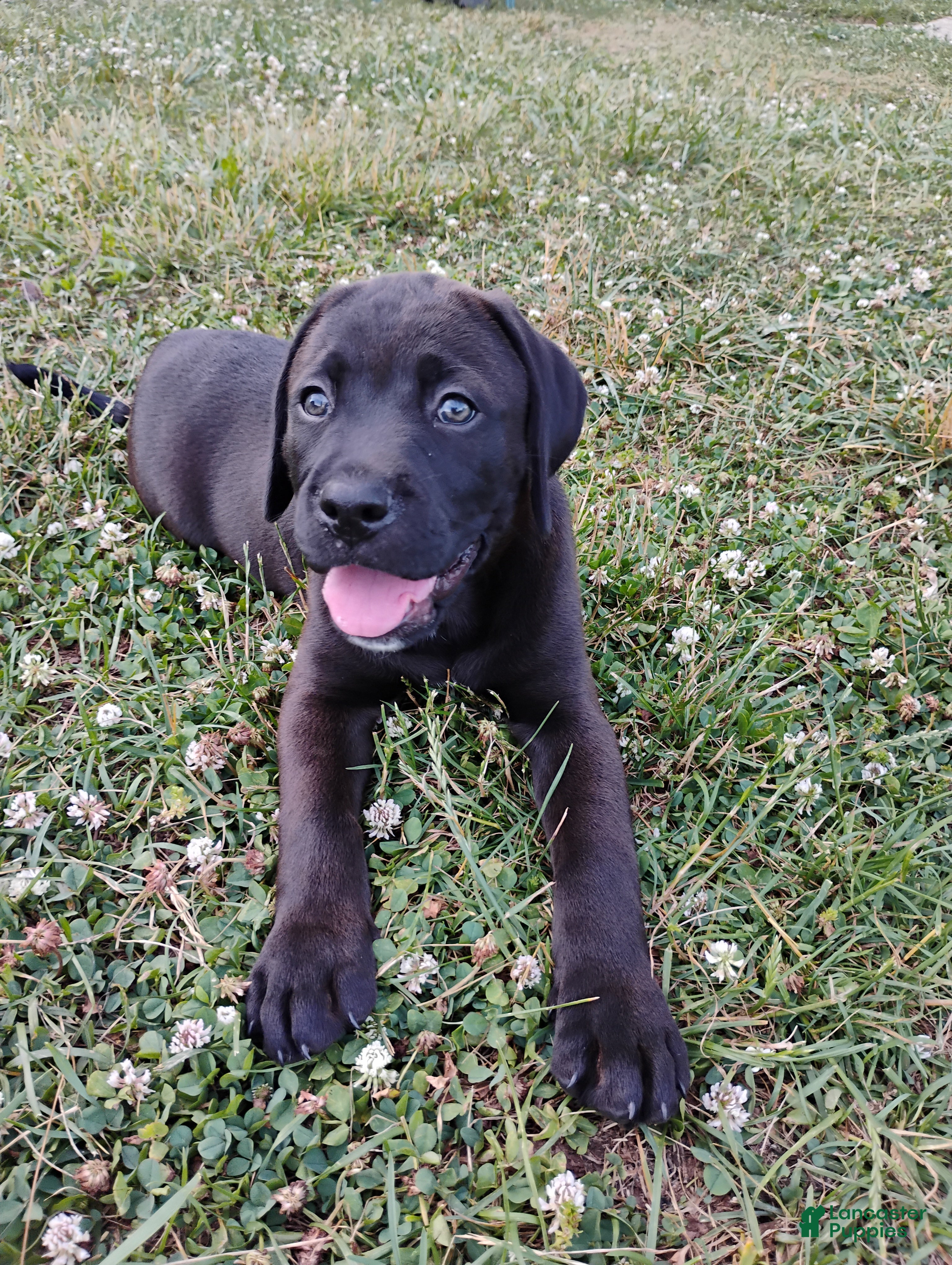 Mixed Breed dogs Buttercup - Ad 7