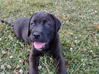 Mixed Breed dogs Buttercup - Ad 7