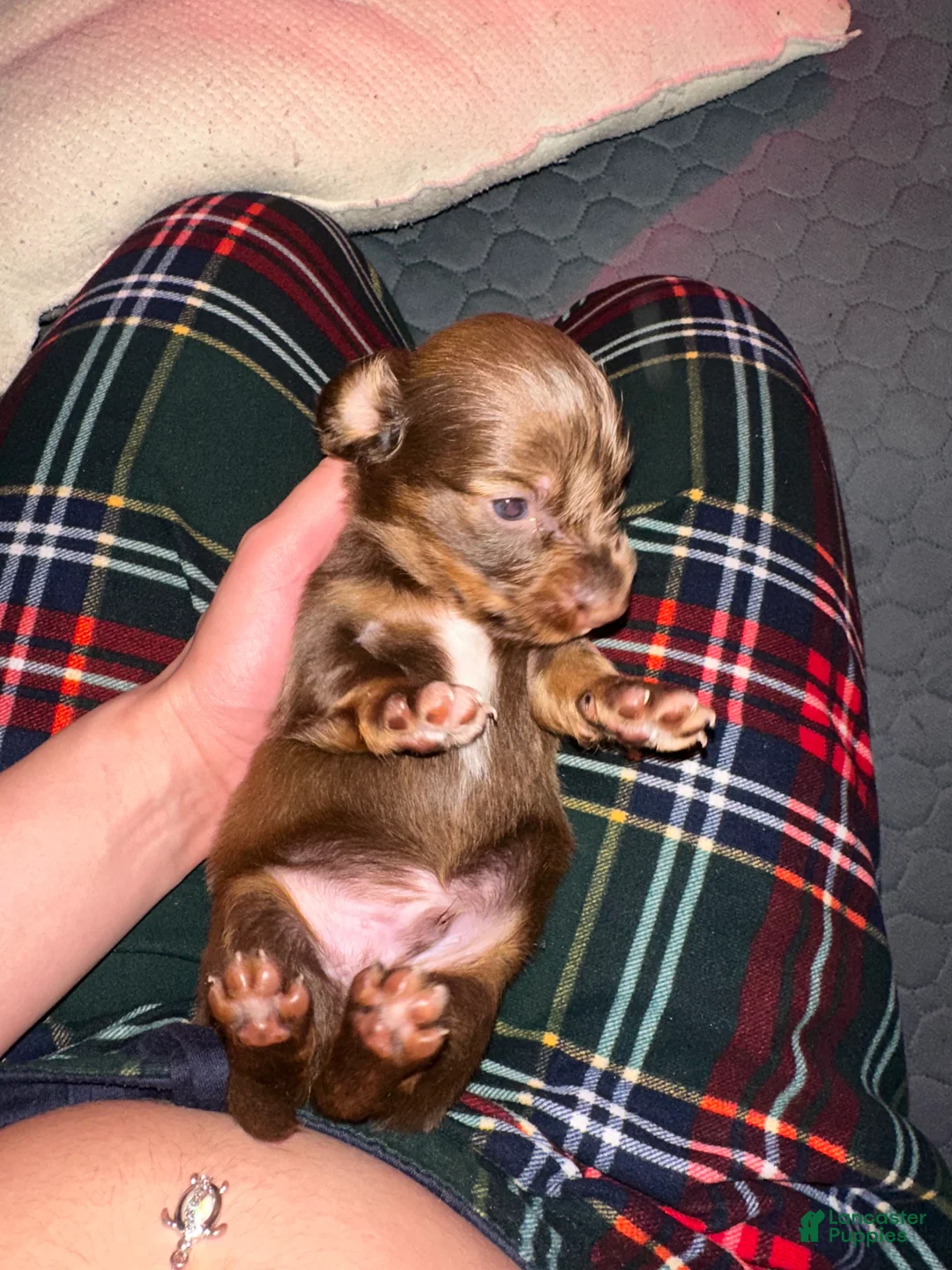 Miniature Dachshund dogs for sale: Hershey - Ad 2