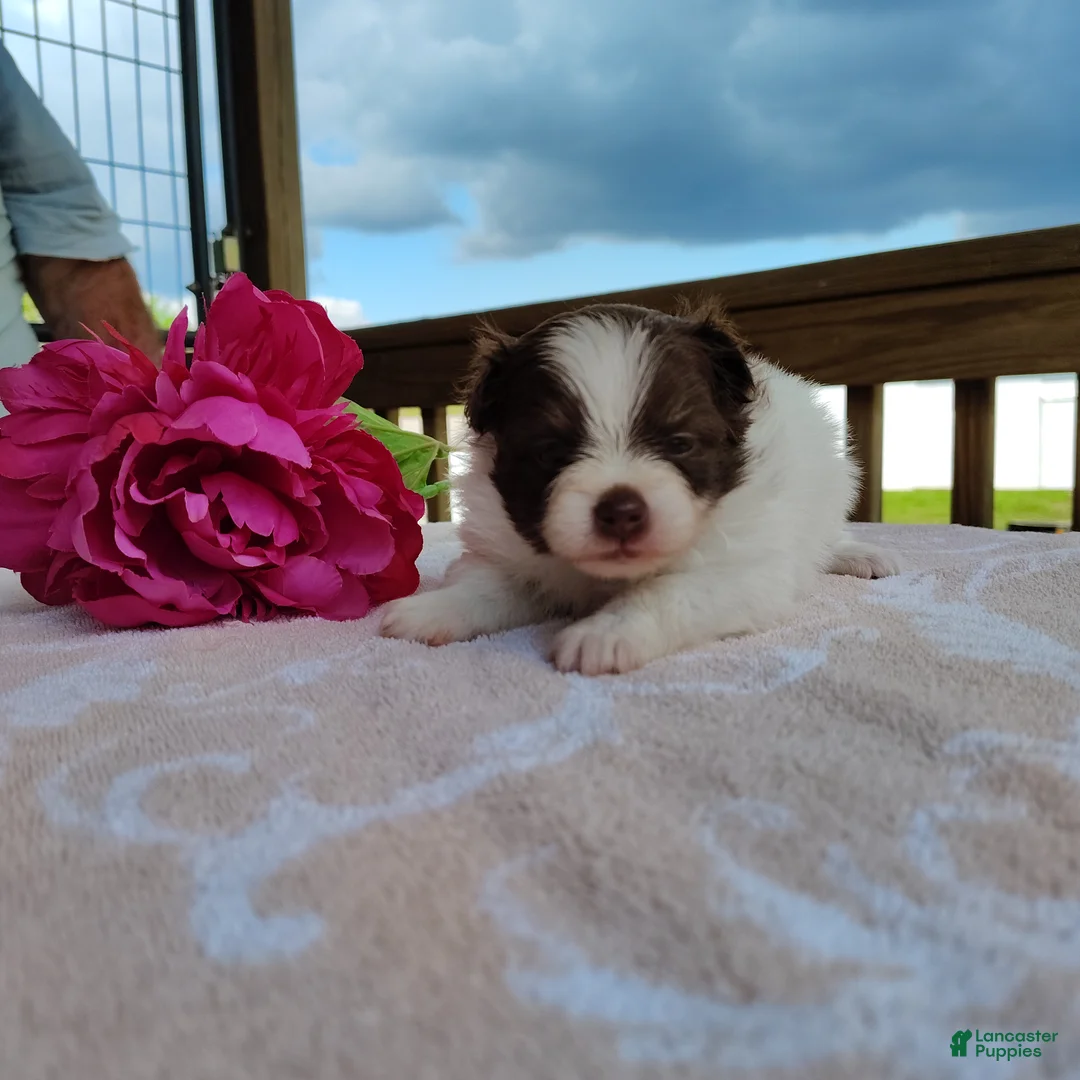 Pomeranian dogs for sale: Passion fruit - Ad 2